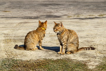 Two cats bask in the autumn sun.