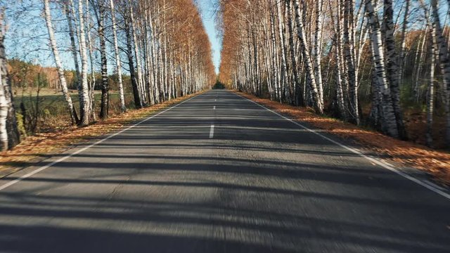 Empty autumn road, beautiful birches on roadside with bright autumn foliage; driving through the forest; sunny day with sunbeams and shadows of tree trunk; drone flying over asphalt road, Russia