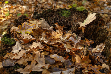 Oak leaves on an old moss-covered tree stump.