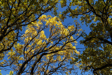 Oak branches with yellow leaves on a background of blue sky. Autumn in the forest.