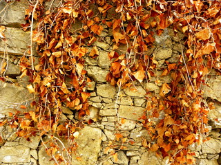 autumn leaves on a stone wall