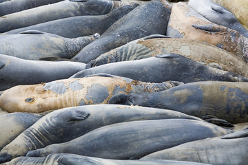 sealions at the beach