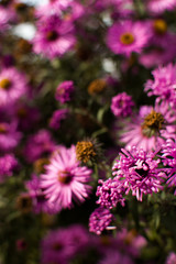 Purple flowers in the garden