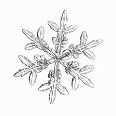 Snowflake isolated on white background. Vector illustration based on real snow crystal: elegant stellar dendrite with hexagonal symmetry, thin, flat arms, ornate shape and complex inner details.