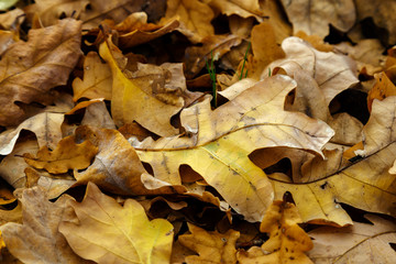 Fallen oak leaves in the autumn forest.