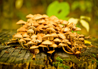 Some beautiful mushrooms in the autumn forest nature