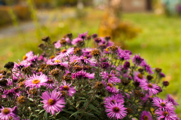 Purple flowers in the garden