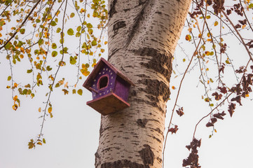 bird house on oak tree in autumn 