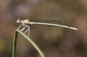 Platycnemis latipes little damselfly in light brown colors and flying very slow jumping