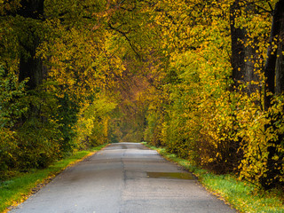 Fototapeta na wymiar Road in the autumn forest in rain. Asphalt road in overcast rainy day. Roadway with trees in kaliningrad region. Empty highway in fall woodland.