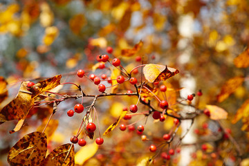 Rowan berries lie on yellow leaves. Yellow leaves with rowan berries autumn still life on a bench.