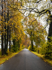 Fototapeta na wymiar Road in the autumn forest in rain. Asphalt road in overcast rainy day. Roadway with trees in kaliningrad region. Empty highway in fall woodland.