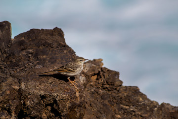 Little bird resting on a rock