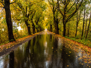 Road in the autumn forest in rain. Asphalt  road in overcast rainy day. Roadway with reflection and trees in kaliningrad region. Empty highway in fall woodland.
