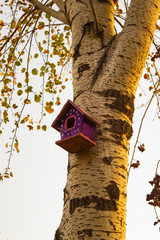 bird house on oak tree in autumn 