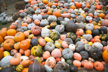 Fair of pumpkin in the garden in Ludwigsburg.