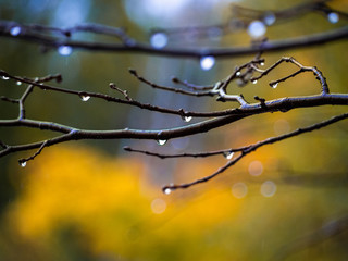 Drops of rain on bare branches with circled foliage on a grey rain day.