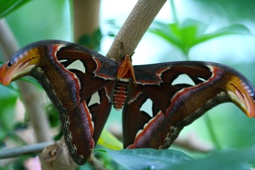 Atlas Moth on Tree Branch