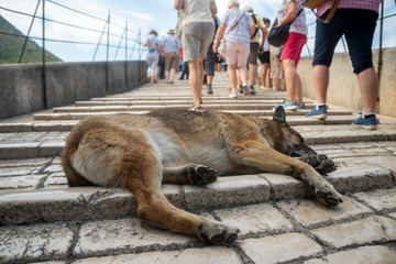 Stray dogs sleeping on the bridge in Mostar