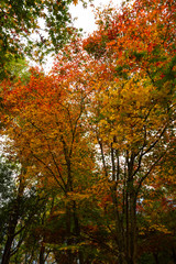 Fototapeta na wymiar Yellow, orange and red autumn leaves in the trees