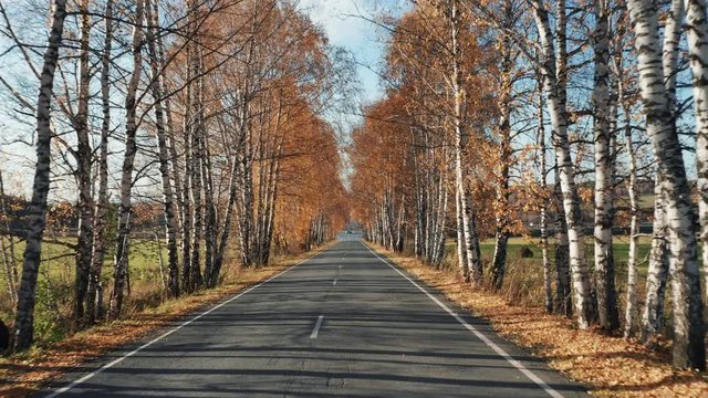 Driving empty country road, autumn forest on roadsides; orange, yellow leaves on tree crones closing overhead forming an arch; sunny autumn days, blue sky, sunbeams, tree trunks shadows on asphalt