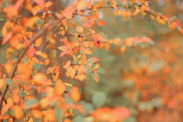 Nature autumn background with orange foliage
