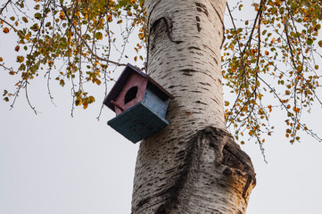bird house on oak tree in autumn 
