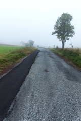 Morning autumn fog on country road. Autumn weather. Dangerous road. Foggy day.