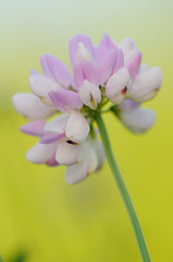 Fototapeta premium Bunte Kornwicke (Coronilla varia)