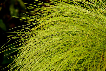 Grass green background stock images. Grass detail stock images. Beautiful natural green background. Greenery nature pattern