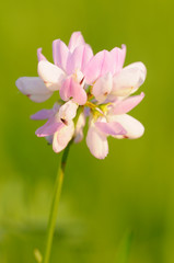 Bunte Kornwicke (Coronilla varia)