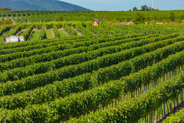 Fototapeta na wymiar green vineyards rows 