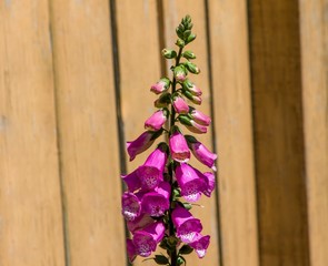 Purple Foxgloves in the Garden During a Sunny Summer Day