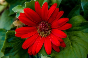 Red Gerber Daisy in the Garden During Summer