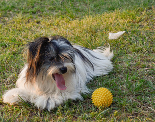 City Tacuarembo/ state Tacuarembo/ month August/ Saturday/ 2019. - DOG