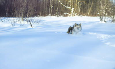 Beautiful pretty pet in a park in a forest in winter after a snowfall. Snowy landscape with a small dog. Christmas and New Year picture for design