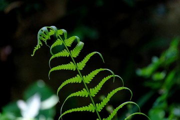 Tropical fern leaves growing in a garden with sun light and dark background 