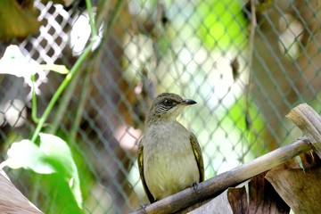 Asia bird sitting on a trunk tree with green nature background and blurred a grid net