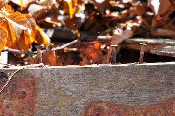 Old rusty nails driven into a wooden box on a background of autumn dry leaves