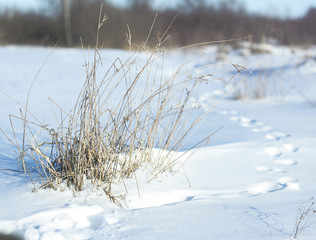 Snow-white snow and the earth sheltered by it. Countryside and snowfall. Winter dunes and mountains of snowflakes. Stock background.
