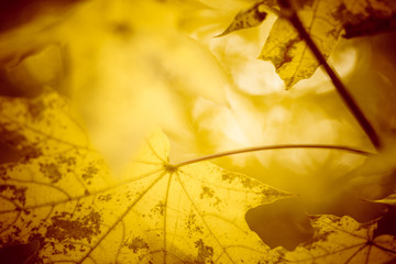 Beautiful warm autumn background with maple leaves and sunlight, selective art focus