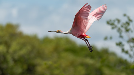 A colorful Roseate Spoonbill in flight.