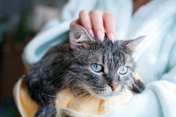 Woman at home holding her funny wet gray tabby kitten after bath wrapped in yellow towel. Just washed lovely fluffy cat with blue eyes.