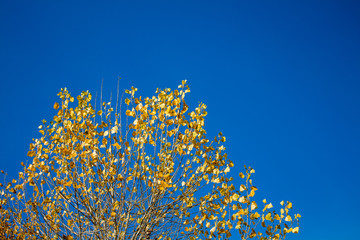 Branches of a tree with yellow leaves against a blue sky. Late autumn