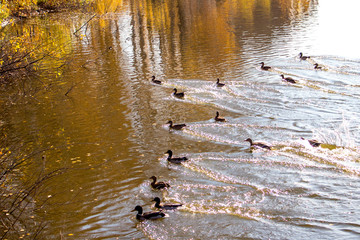 Ducks on the lake. A small group of ducks landed on the lake and left a trail on the water.