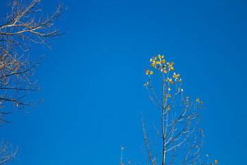 Branches of a tree with yellow leaves against a blue sky. Late autumn