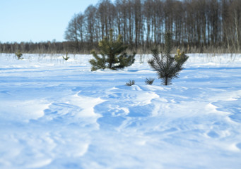 Obraz premium Snow-white snow and the earth sheltered by it. Countryside and snowfall. Winter dunes and mountains of snowflakes. Stock background.