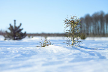 Snow-white snow and the earth sheltered by it. Countryside and snowfall. Winter dunes and mountains of snowflakes. Stock background.