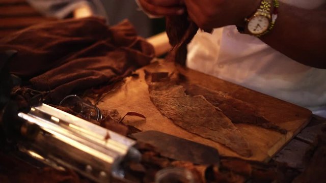 Closeup of hands making cigar from tobacco leaves.