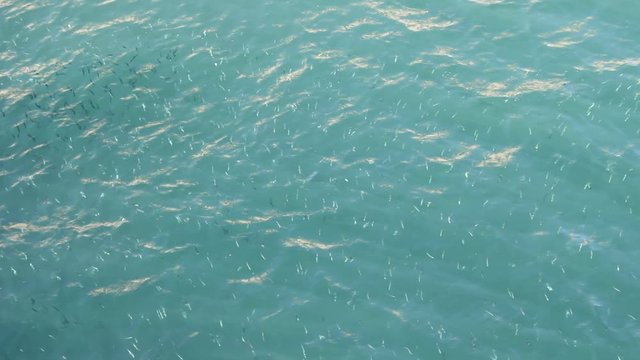small fishes in the sea, schoal.of fish